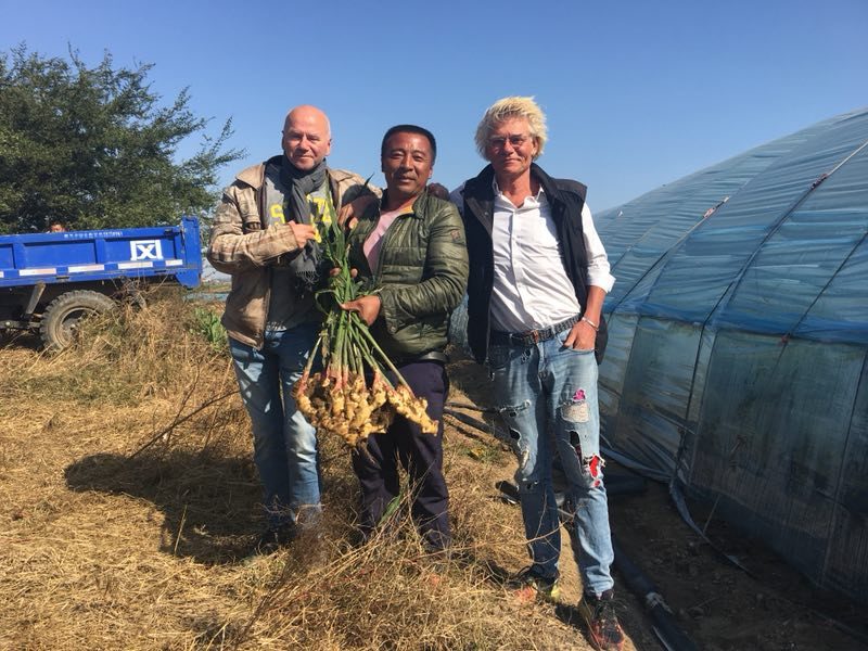 hans versteegh et rob van baal aux champs de gingembre